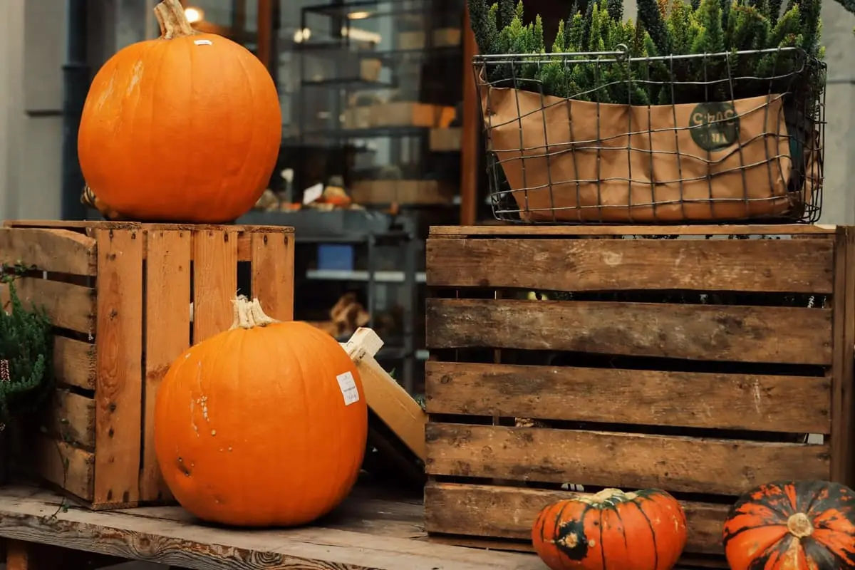 Herbst-Marketing per WhatsApp: Ideen für jede Branche